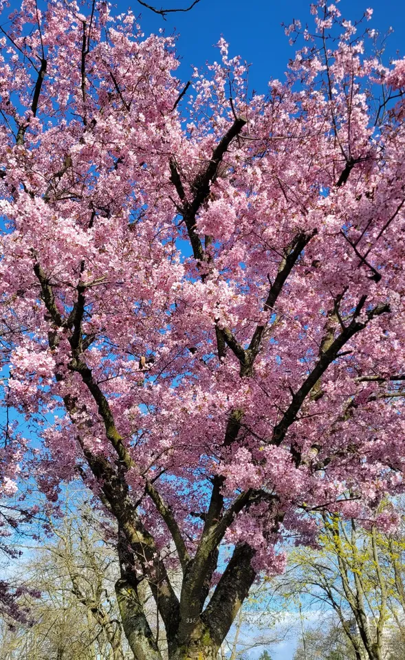 #blossom